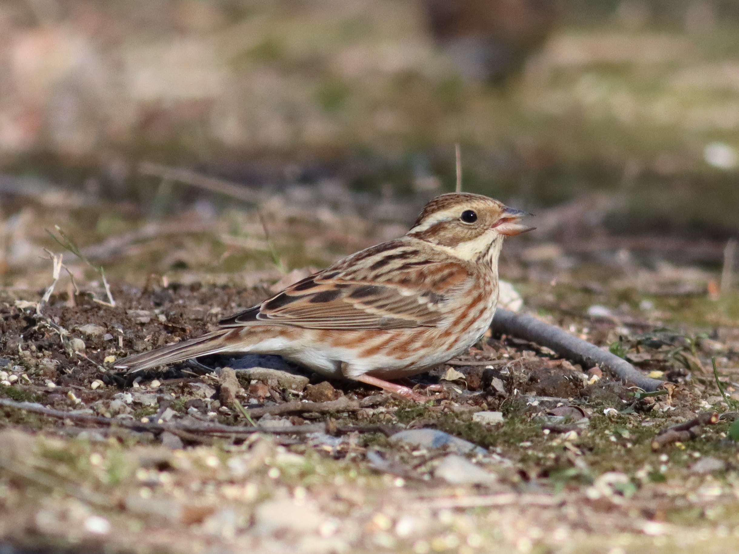 �J�V���_�J